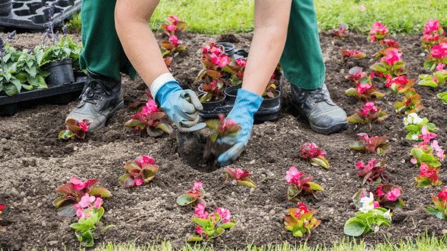 Planting Service in Tampa Bay