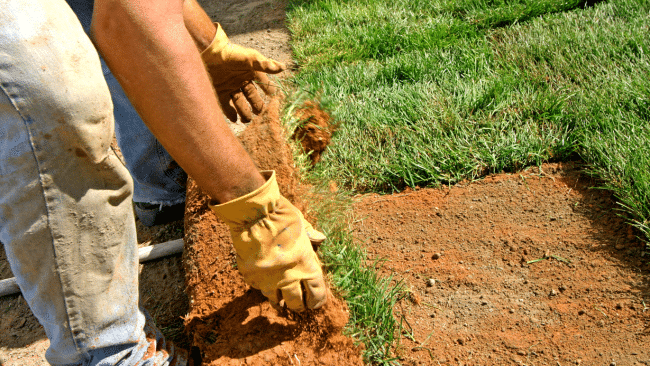 Sod Installation Service in Tampa Bay